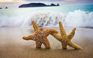 Starfish Wallpapers Screenshot 1