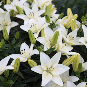 Lily Wallpapers Screenshot 1