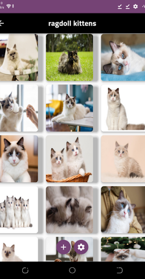 ragdoll cats Screenshot 1