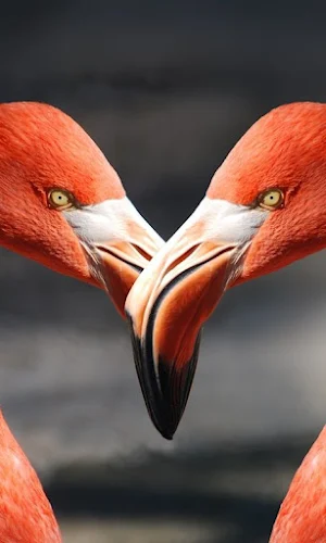 Flamingo Bird Wallpapers Screenshot 0
