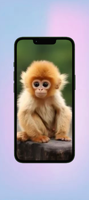 Monyet WalL Screenshot 3
