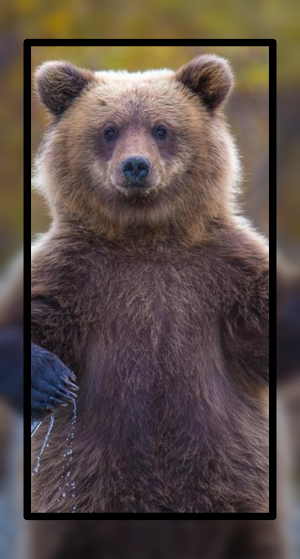 Cute Baby Bear Wallpaper HD Screenshot 2