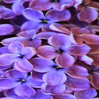 Lilac Wallpapers