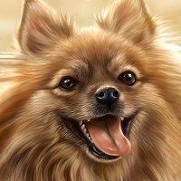 pomeranian wallpaper