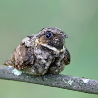 Whippoorwill Bird Sounds