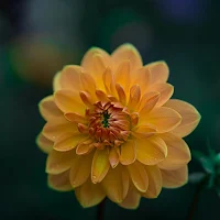 Flower Wallpapers