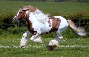 Horse Wallpapers 2 Screenshot 3