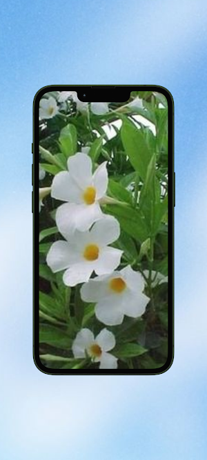Mandevilla Flower WalL Screenshot 2