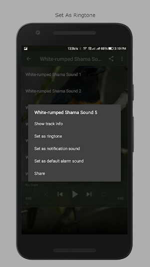 White-rumped Shama Sounds Screenshot 2