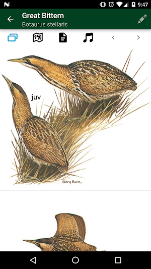 Birds of Benelux Screenshot 2