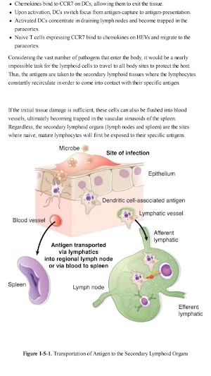USMLE Microbiology Notes Screenshot 3