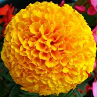 Marigold Flower Wallpapers