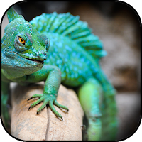 Lizard wallpapers