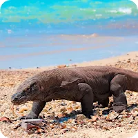 Komodo Dragon Wallpaper