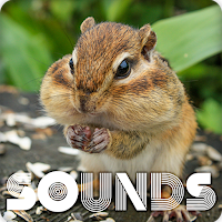 Chipmunk Sound Ringtones
