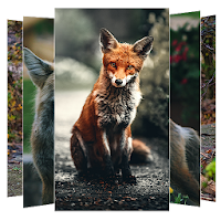 Fox Wallpapers