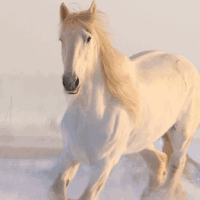 Horse Wallpaper HD