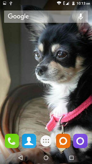 Chihuahua Dog Wallpapers Hd Screenshot 1