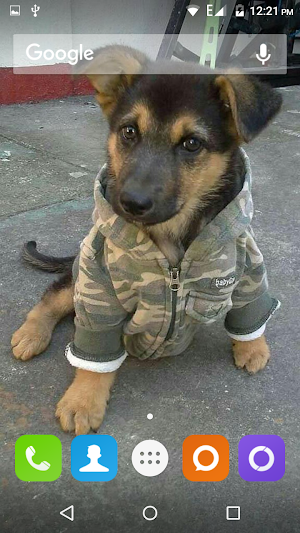 German Shepherd Dog Wallpaper Screenshot 1
