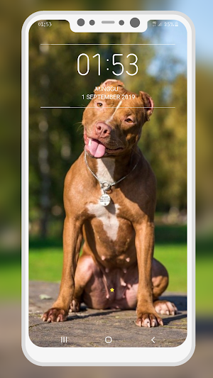 Pitbull Wallpaper Screenshot 2