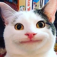 beluga cat