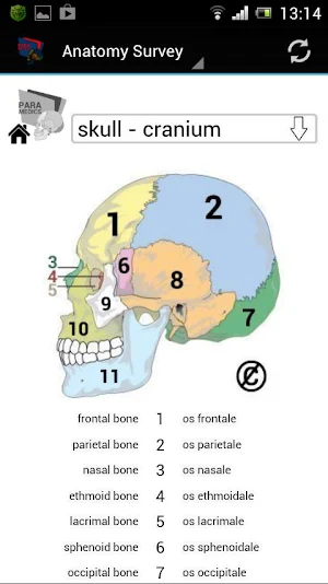 Human Anatomy Screenshot 1