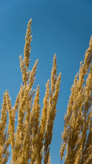Feather Reed Grass Wallpaper Screenshot 2