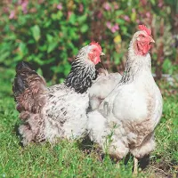 Chicken Wallpapers