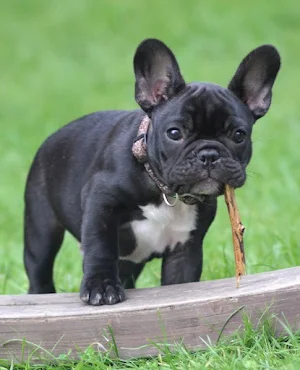 French Bull Wallpapers Screenshot 2