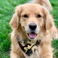Golden Retriever Wallpapers
