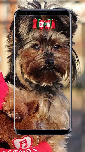 Yorkshire Terrier Wallpaper Screenshot 1