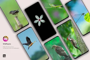 WildPapers - Wildlife Photos Screenshot 3