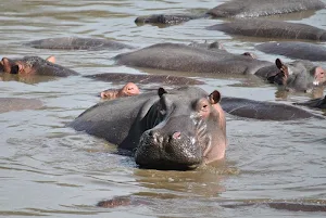 Hippopotamus wallpapers Screenshot 1