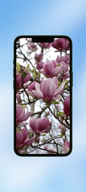 Magnolia Flower WalL Screenshot 1