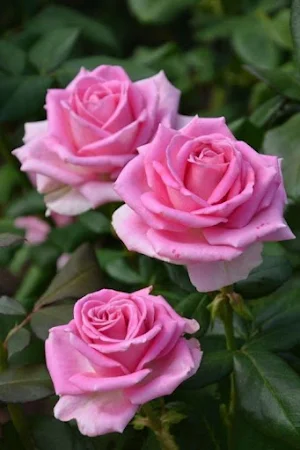 Rose Video Wallpaper Screenshot 3