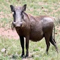 Wild pig Sound