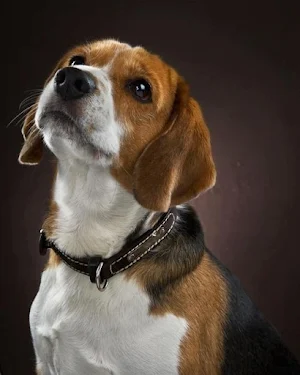 Beagle Dog Wallpapers Screenshot 2