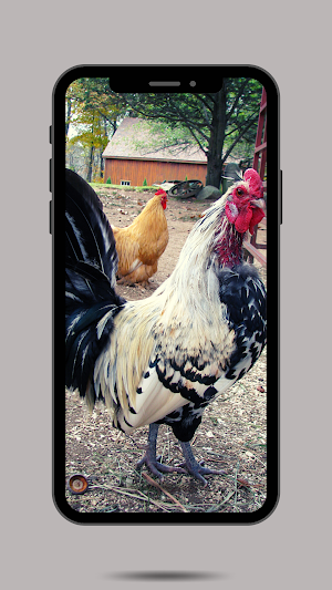 Rooster Ringtone Screenshot 0