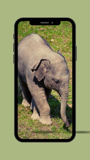 Elephant Ringtone Screenshot 2