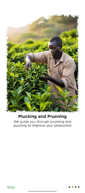 Tea Farm Manager Screenshot 3
