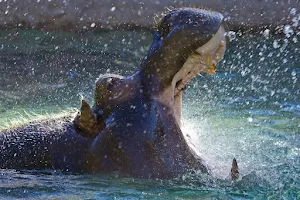 Hippo Wallpaper HD Screenshot 2