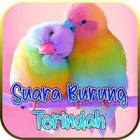 Kumpulan Suara Burung Terindah