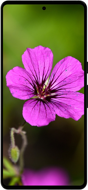 Geranium Flower Wallpapers Screenshot 0