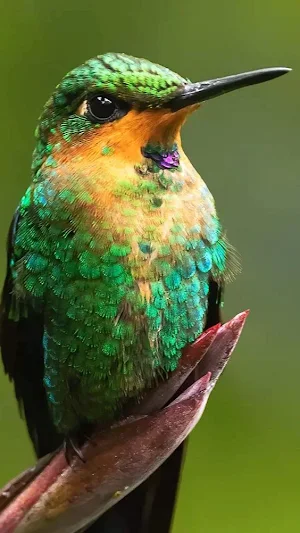Bird Video Wallpapers Screenshot 1