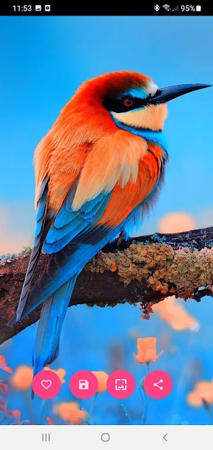 10000 Beautiful Wallpapers Screenshot 3