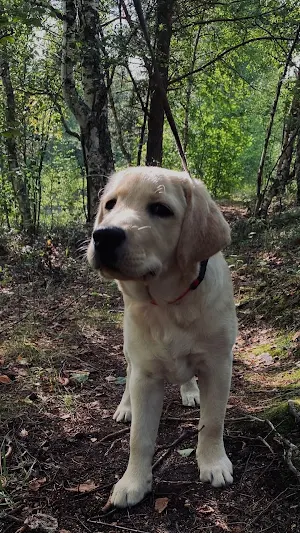 Labrador Retriever Screenshot 0