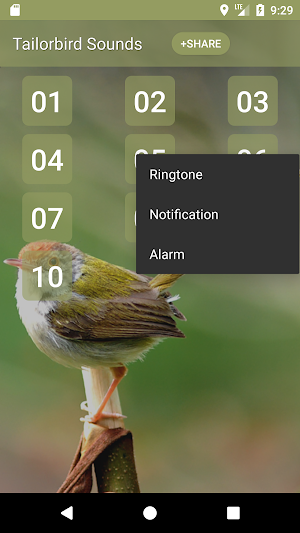 Tailorbird Sounds Screenshot 1